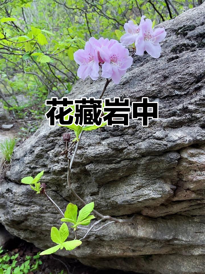 岩石中的奇迹花朵,隐藏在石头里的美丽