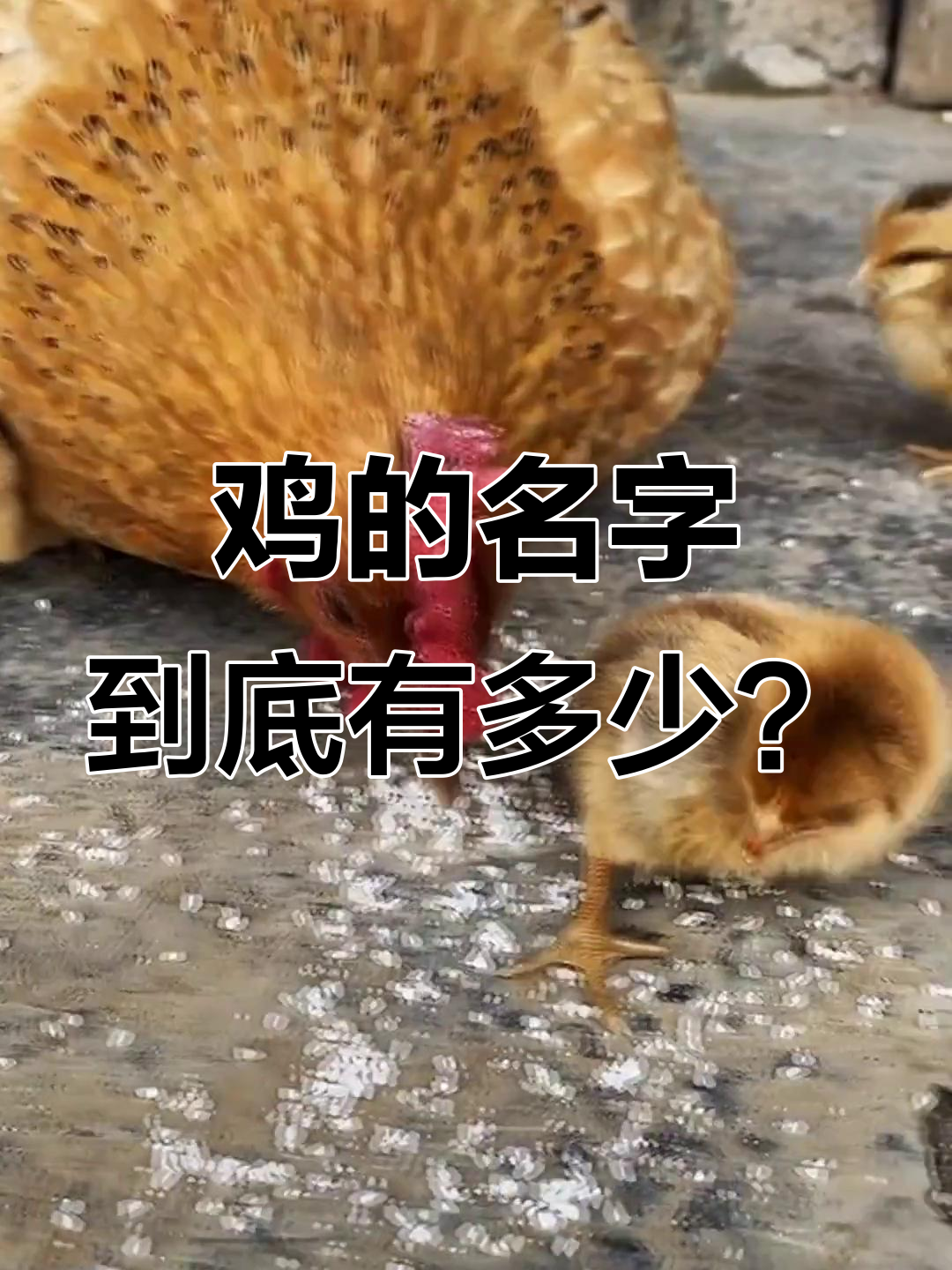 为什么鸡