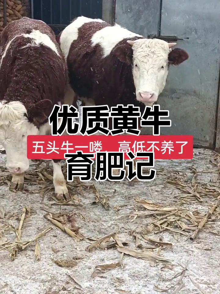 最新公积金取现黄牛方法分析(最方便真实的住房公积金提取黄牛方法)