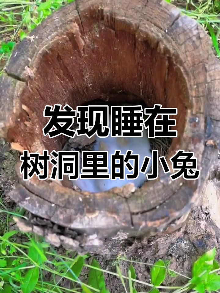 树洞中的小兔子,萌态十足