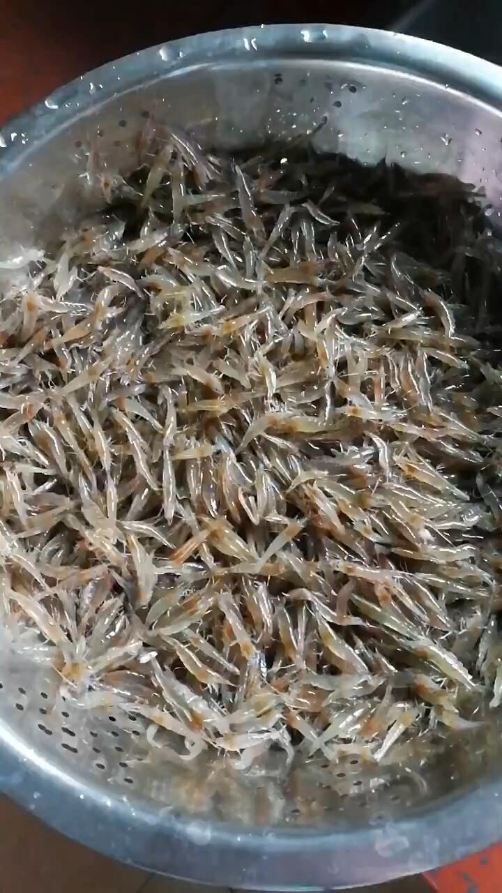 60元买两斤马虾活蹦乱跳的