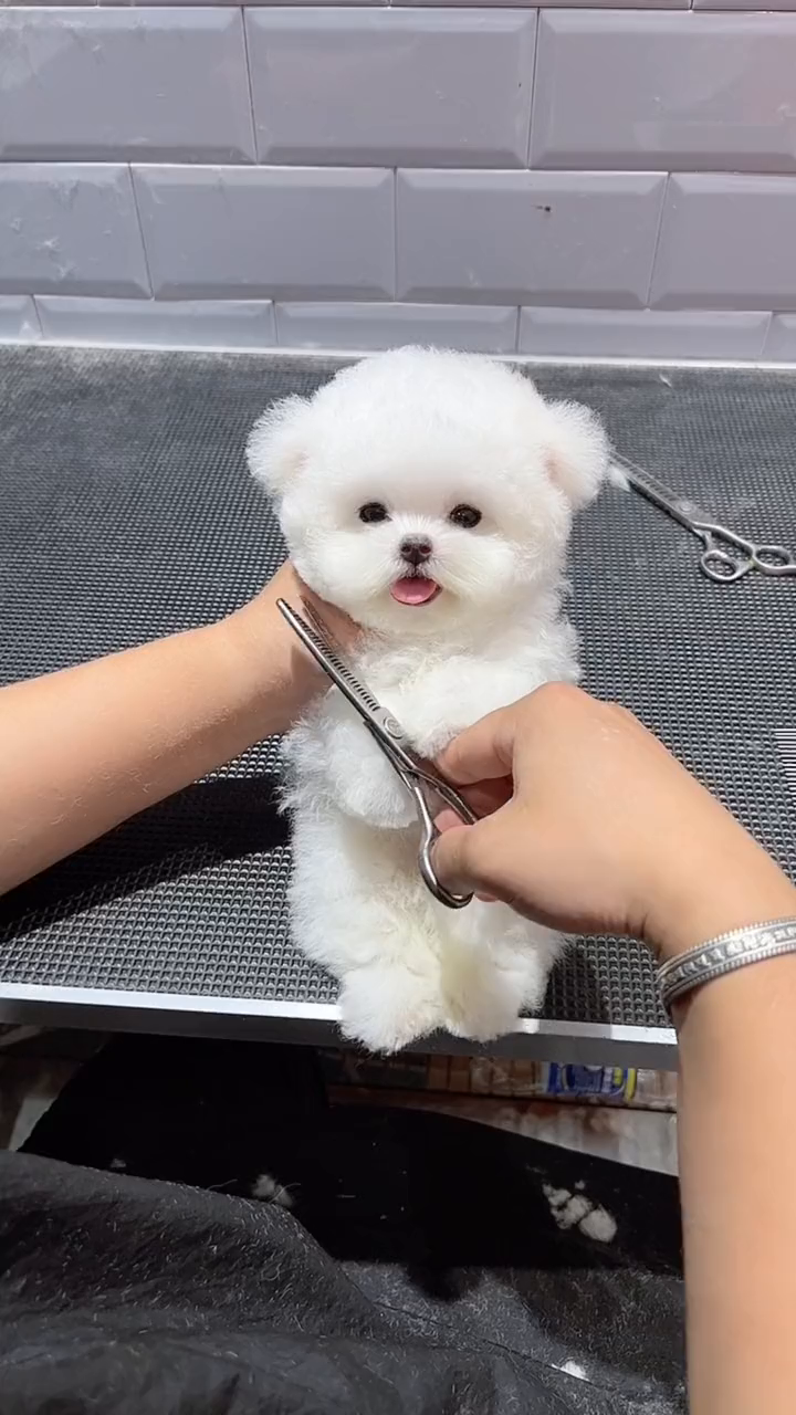 好治愈的小比熊,希望可以给你带来今天的好心情!