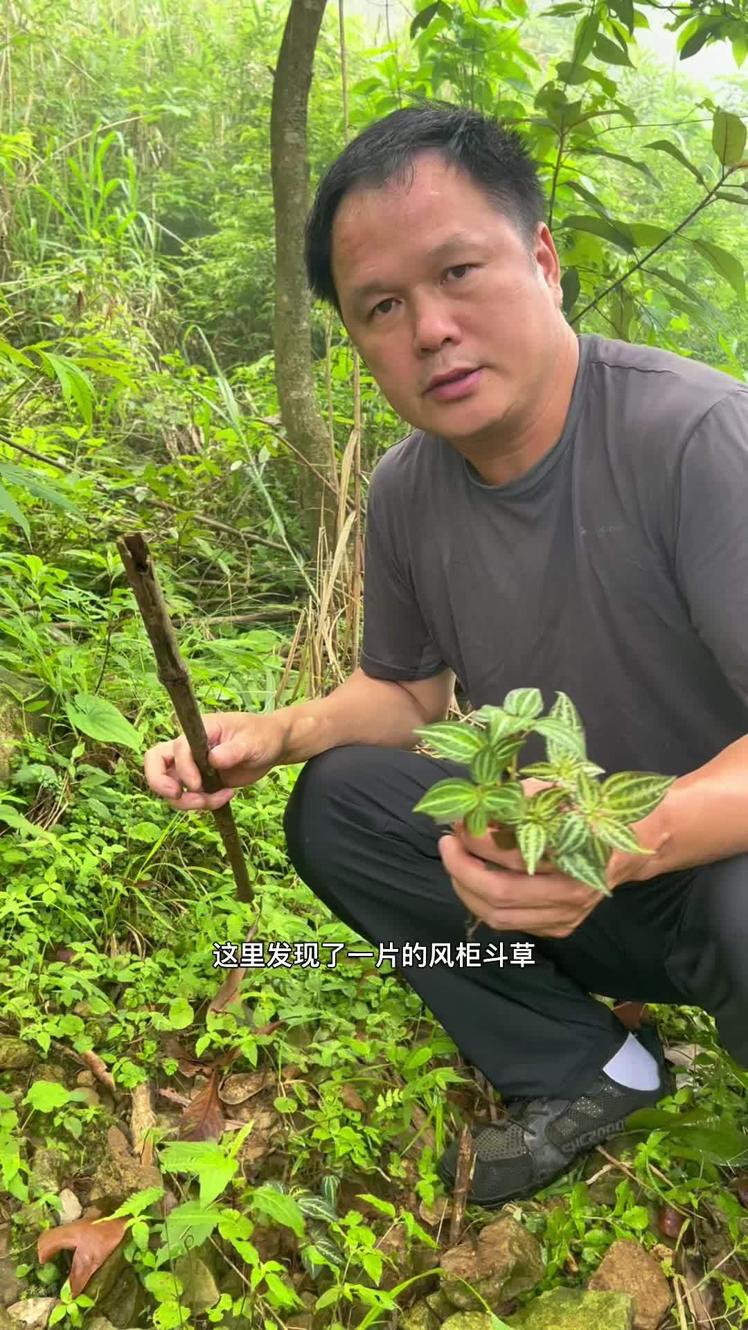 风柜斗草无所谓大小颜色如何,只要酸味够就好了.风柜斗草