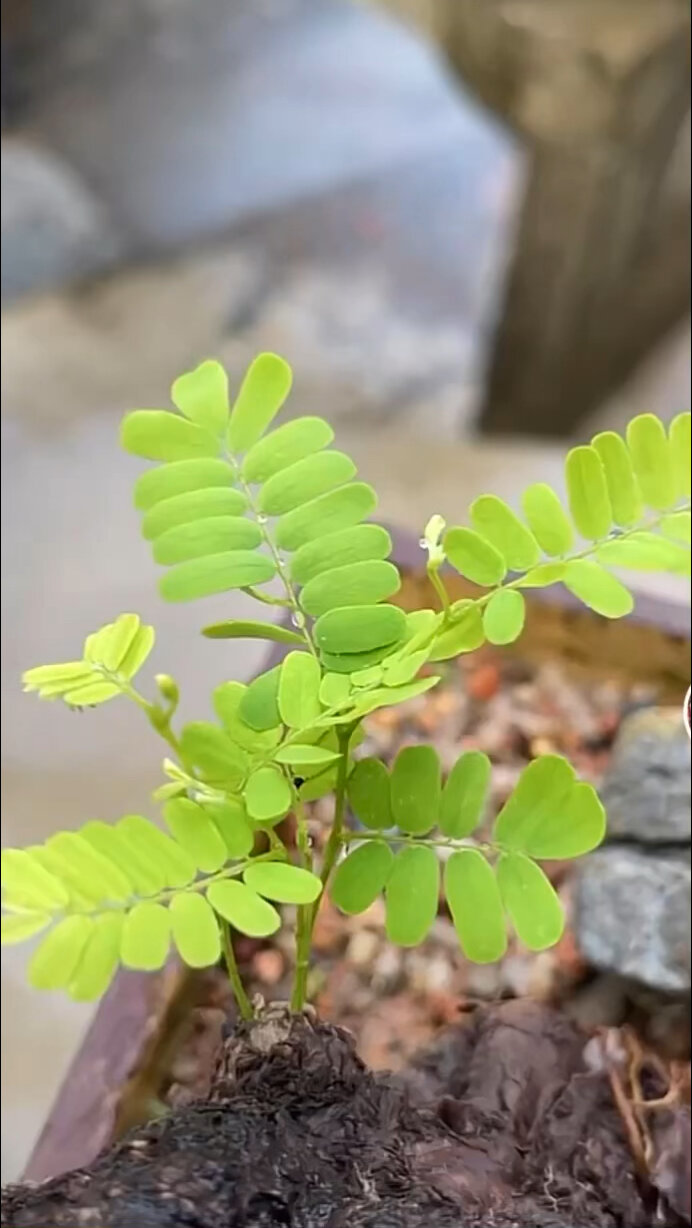 万寿藤盆栽,十分漂亮