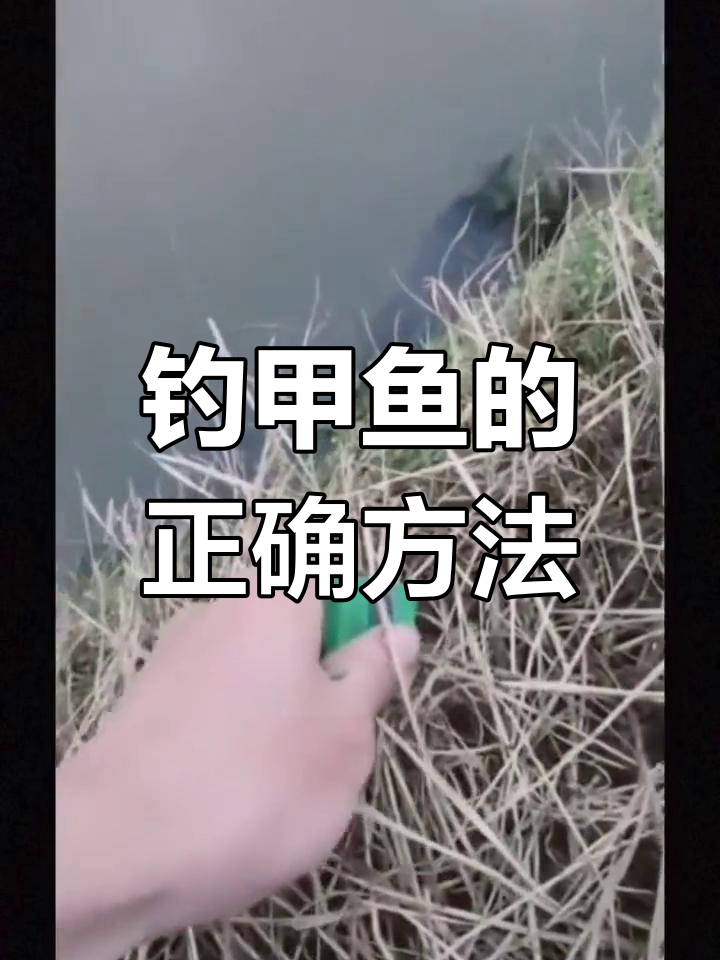 怎样钓甲鱼图片