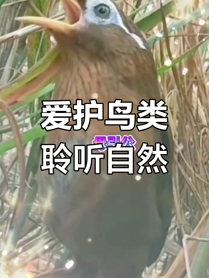 画眉鸟叫声大赏,户外拍摄捕捉精彩瞬间