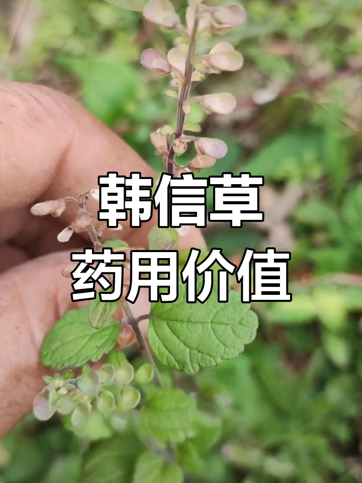 中药韩信草的别名与功效