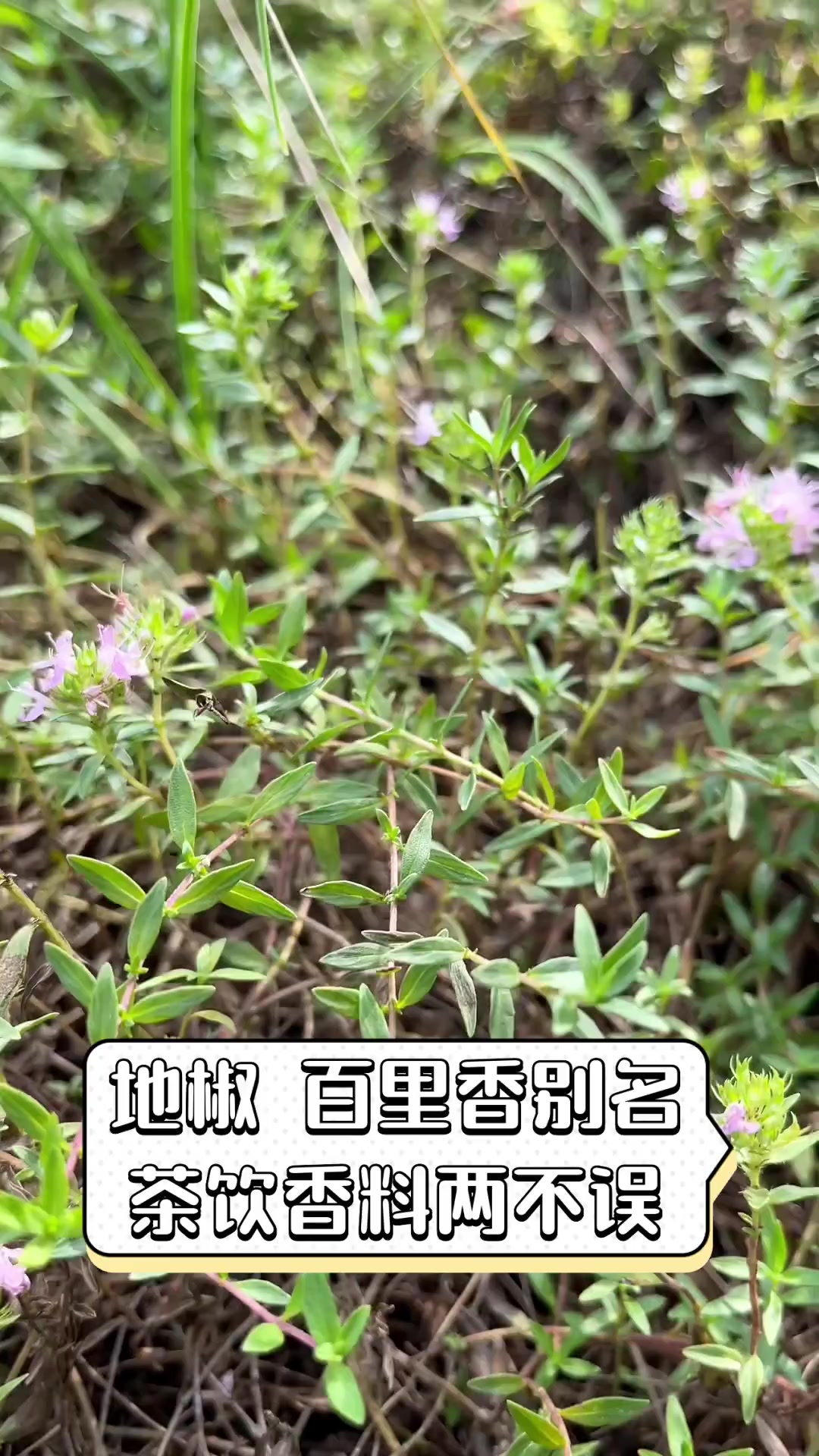 地椒,百里香别名,茶饮香料两不误