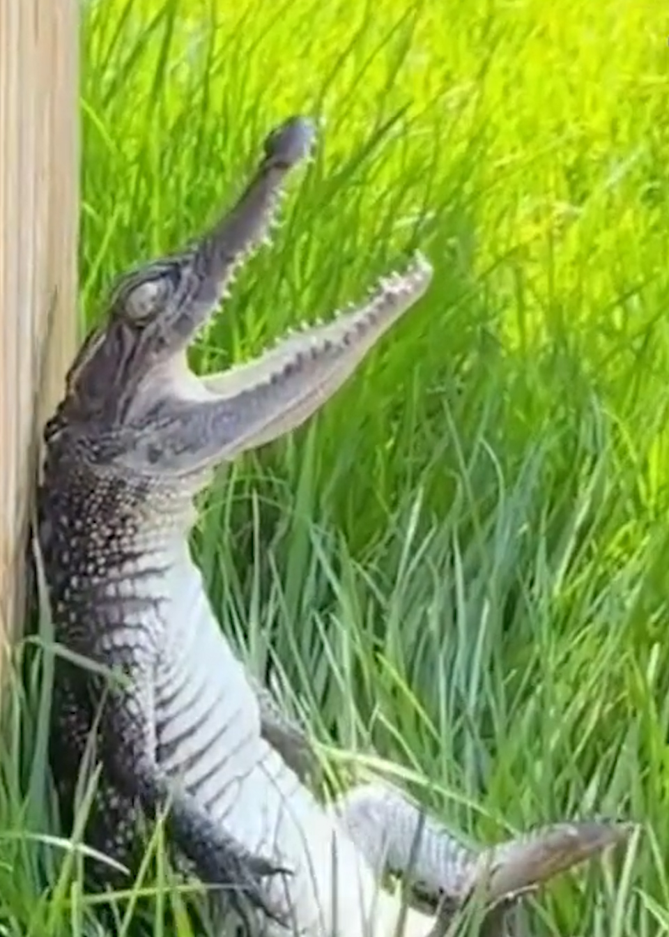 有点奇妙!鳄鱼宝宝晒着太阳还要张着嘴睡觉