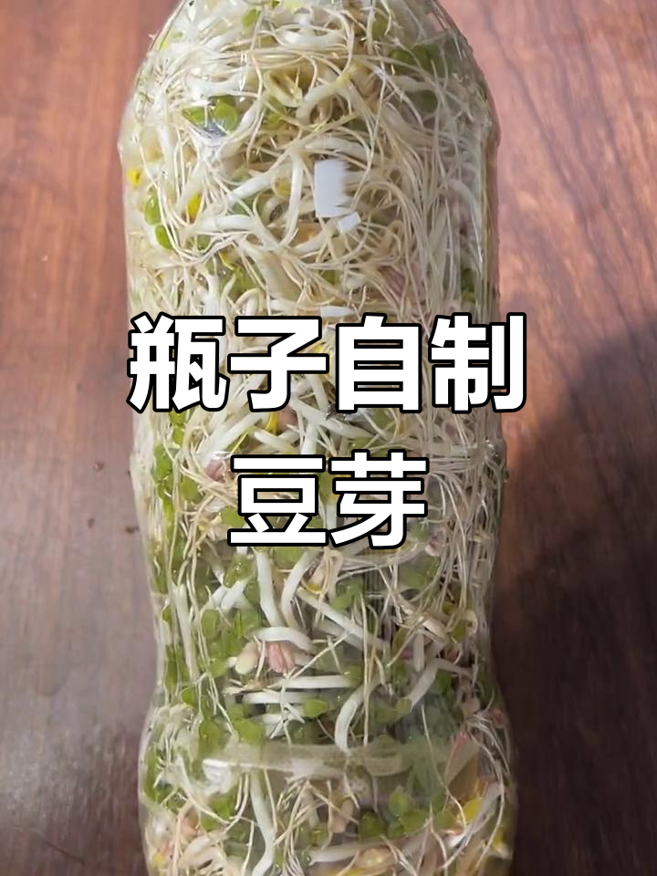 用废饮料瓶发绿豆芽,简单又实用