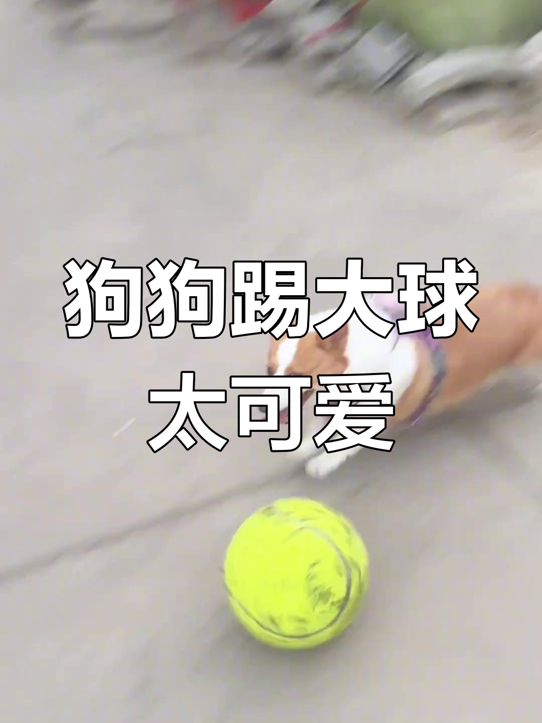 小狗玩大球,萌态十足!柯基的日常足球梦