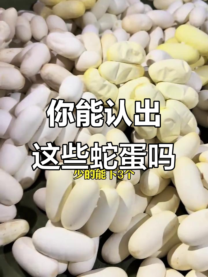 蛇蛋大揭秘!不同大小的蛇蛋你能猜出来吗?