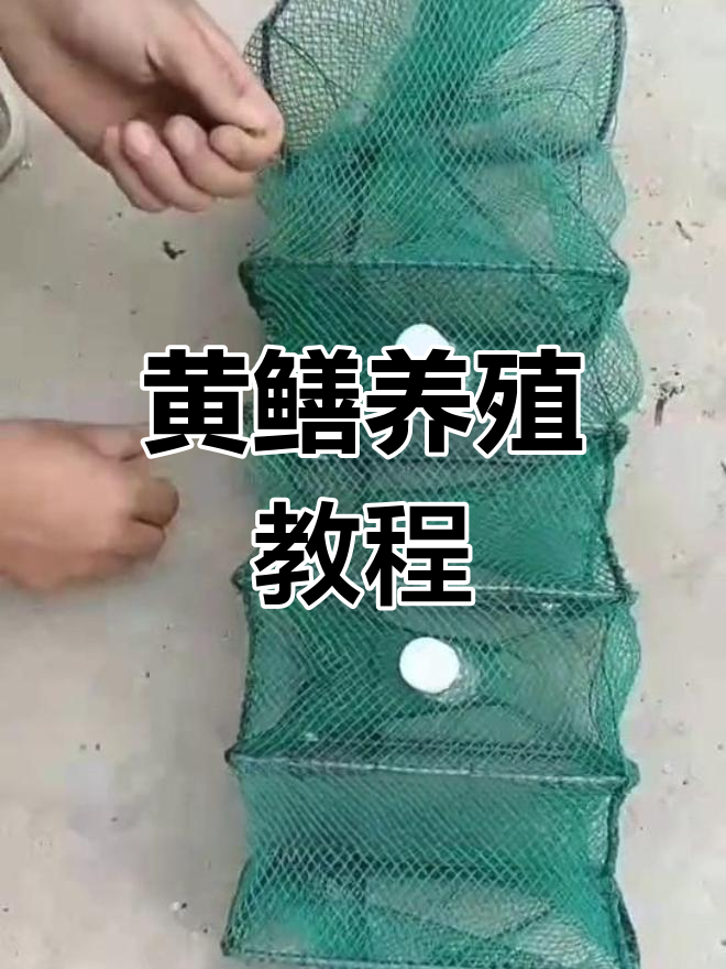 下黄鳝地笼秘诀图片