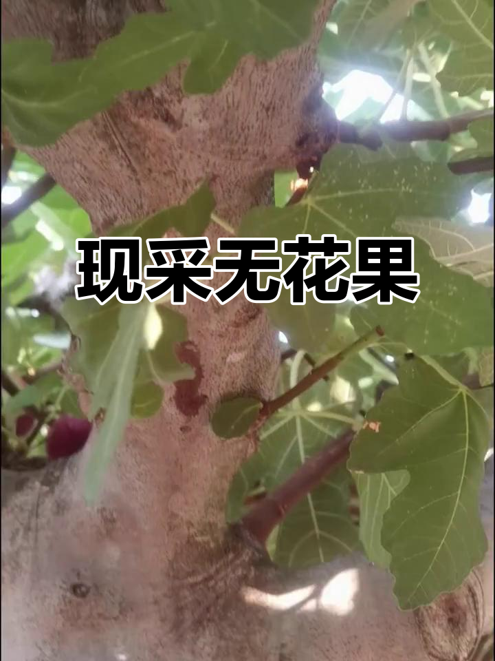 青岛无花果,现摘现吃超新鲜!