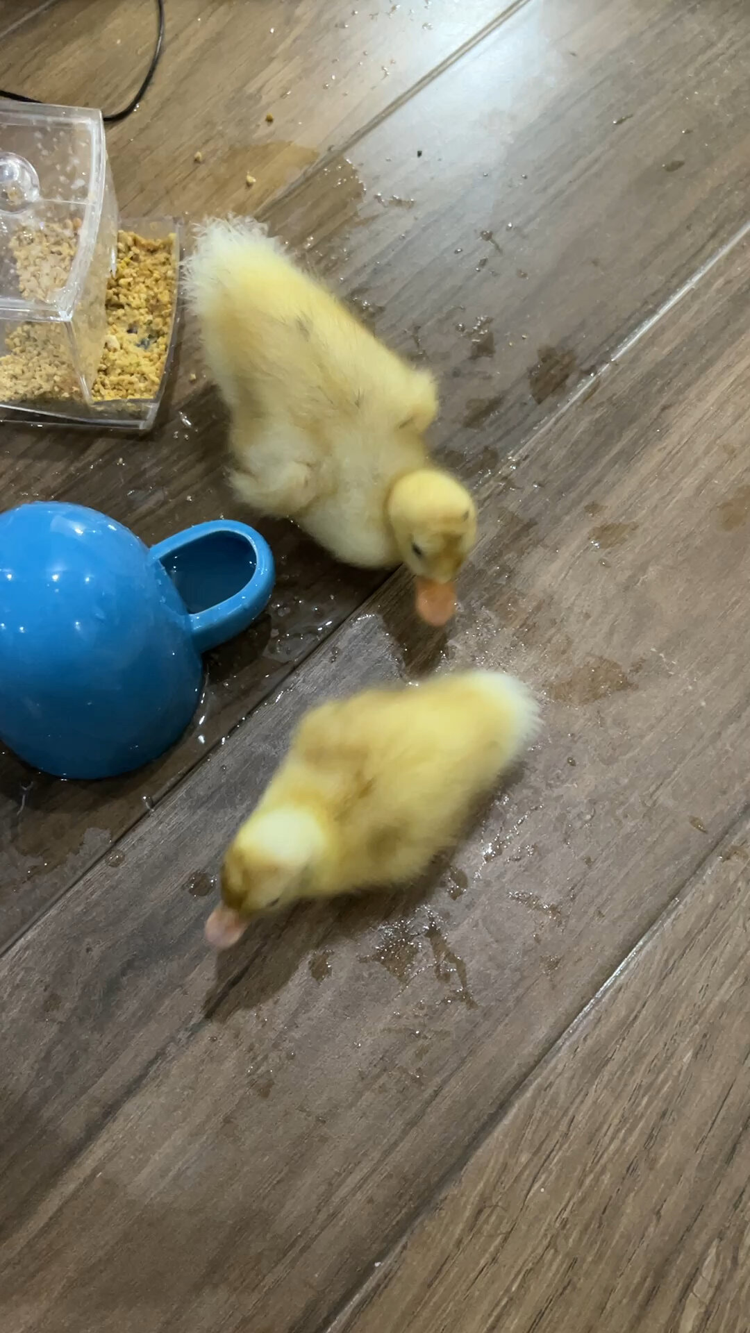 才出生的柯尔鸭跟小黄鸭分辨不出来吧?