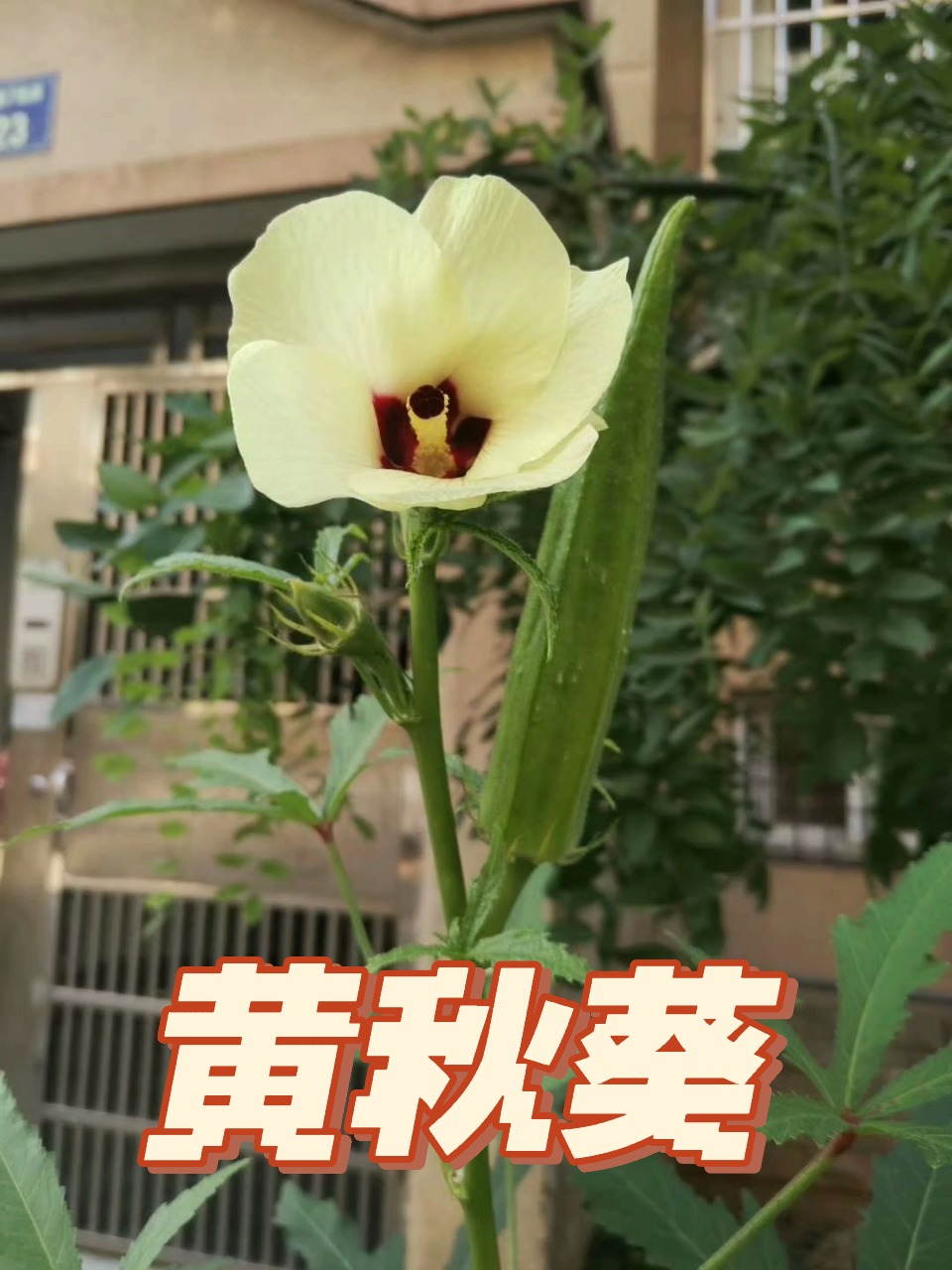 黄秋葵,绿色人参,植物伟哥,减肥食品