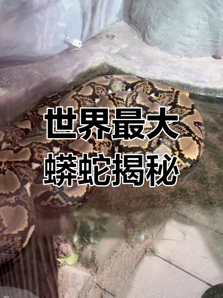 霸王蟒:全球最长最重的蟒蛇,你能接受它的尺寸吗?
