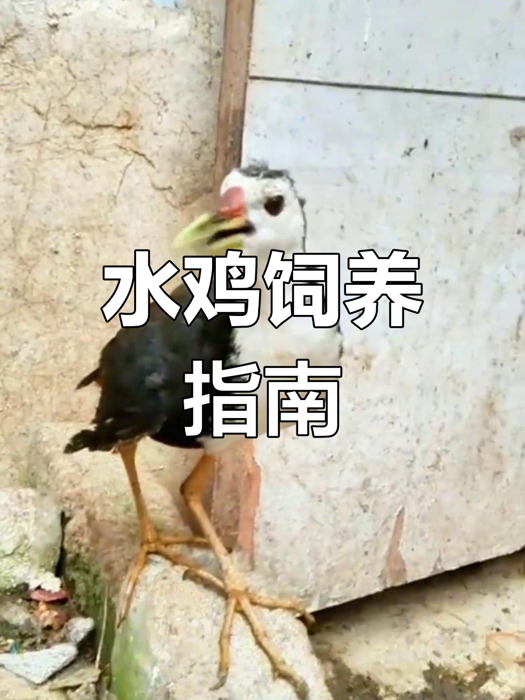 白面水鸡的叫声与养殖技巧