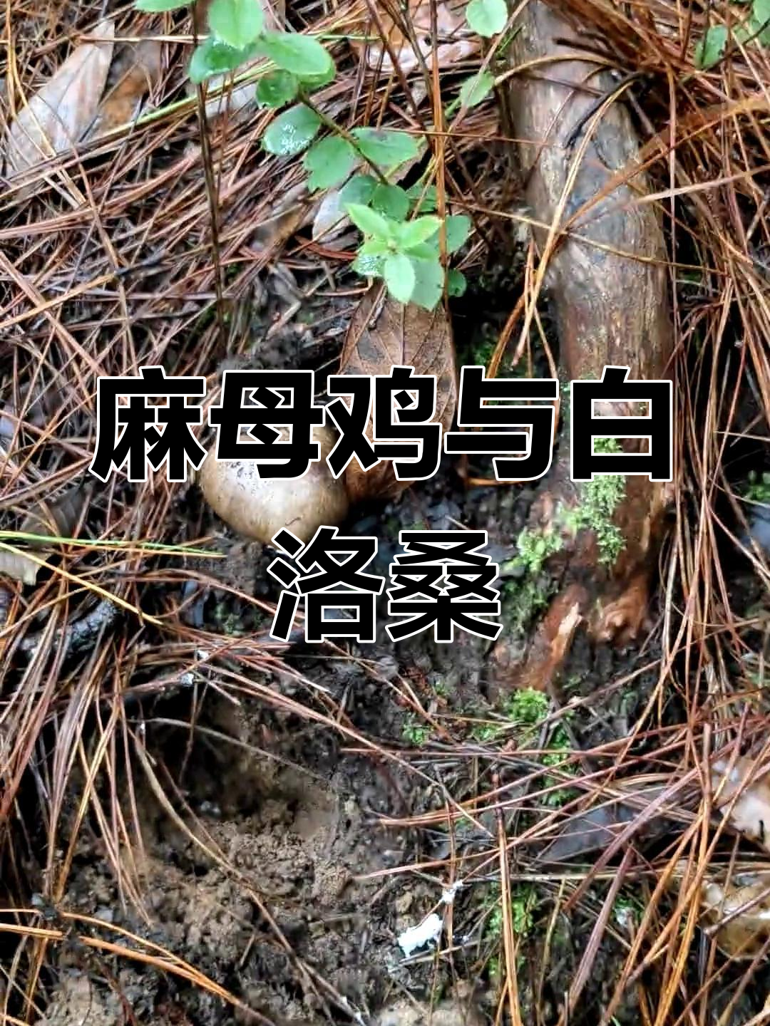 捡麻母鸡炸油,味道超赞!野生菌和葫芦鸡蛋的奇妙搭配