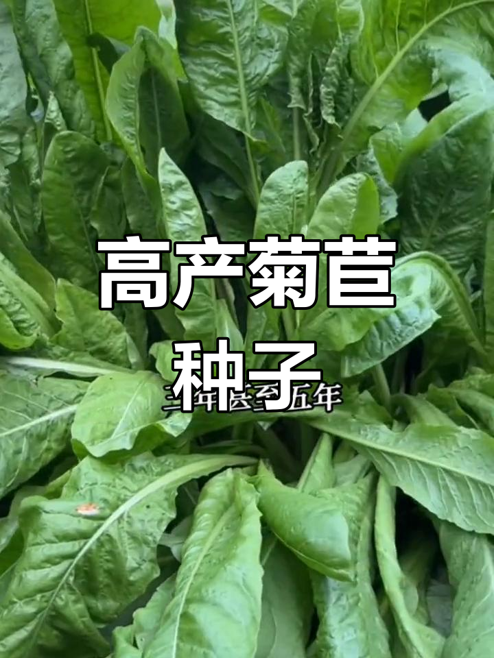 天香菊苣牧草图片