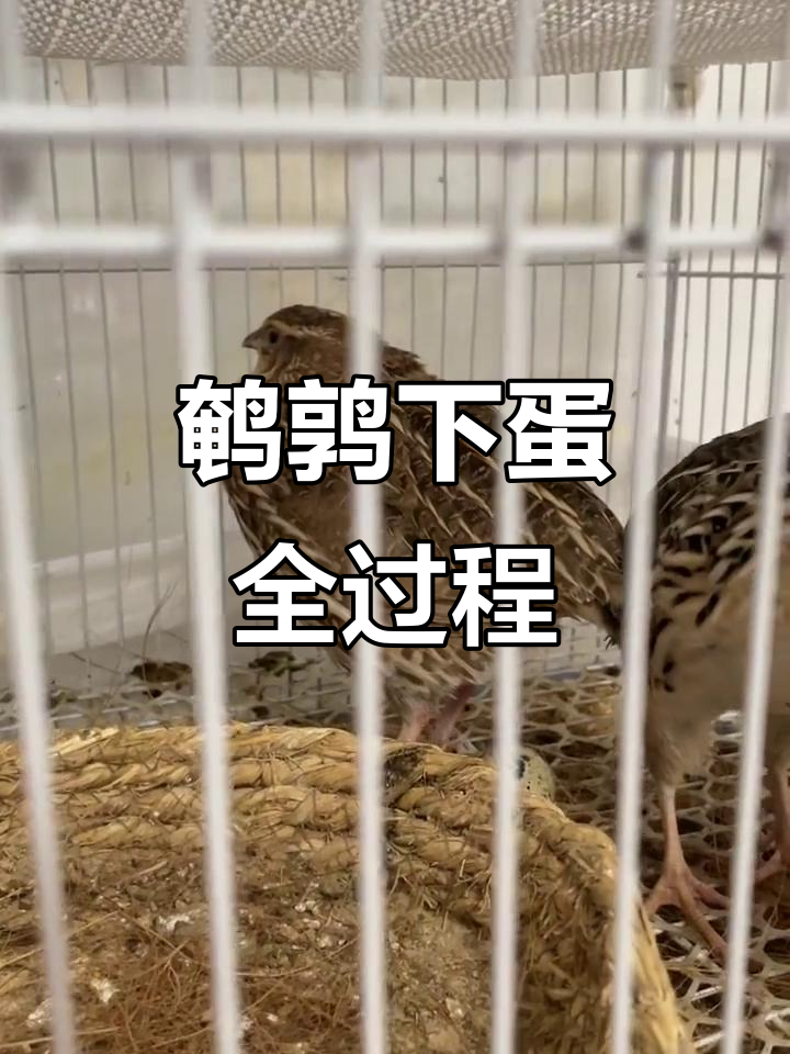 鹌鹑下蛋过程大揭秘,独特叫声让人忍俊不禁