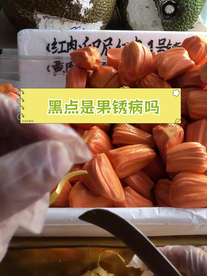 菠萝蜜锈病图片