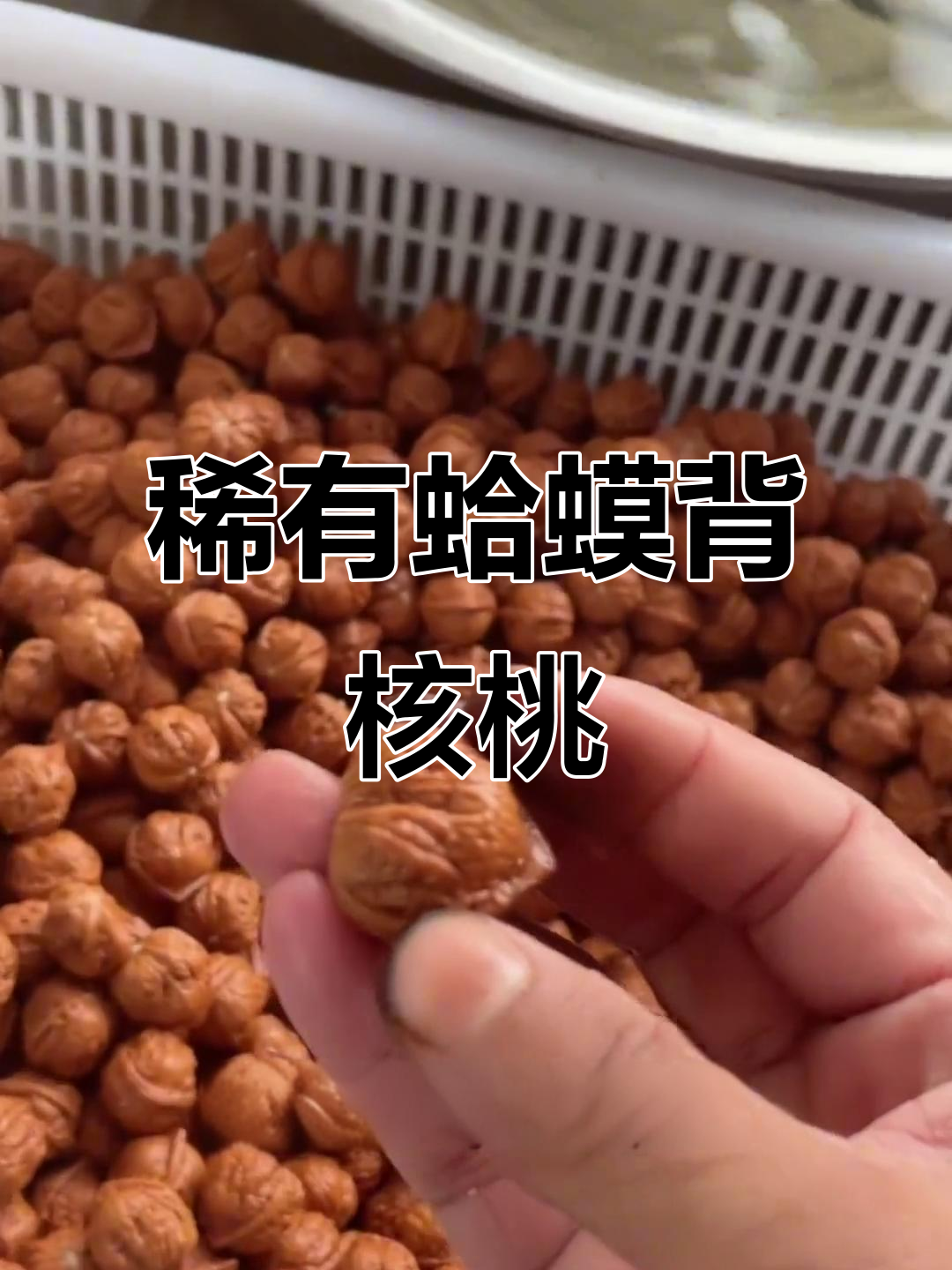 蛤蟆背核桃,一年难得几款!