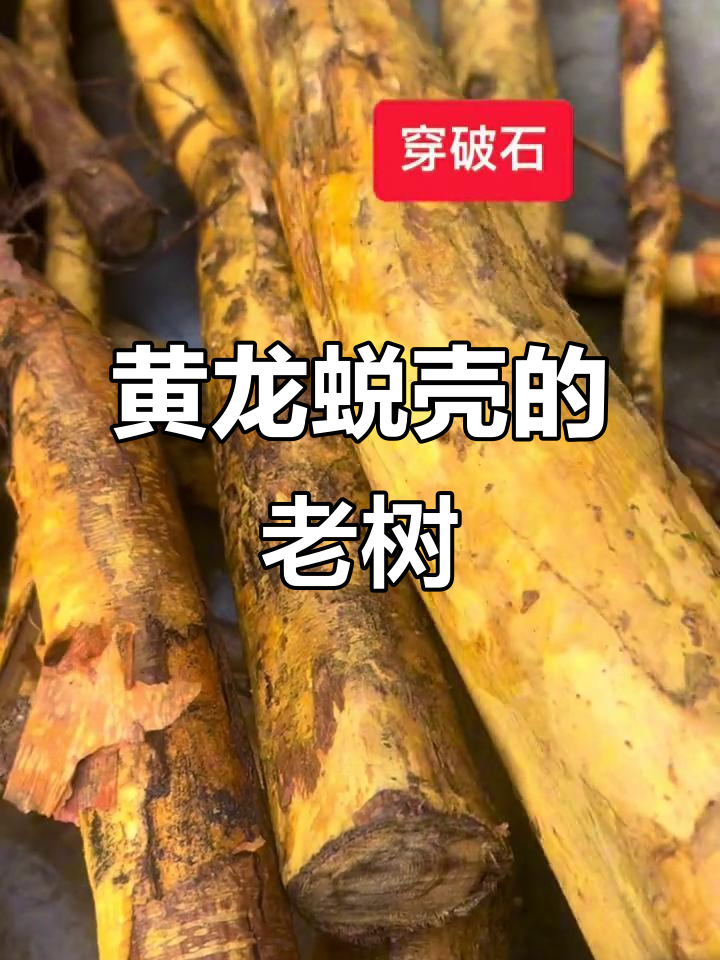 这颗黄龙退壳的根茎,年份够久了吧?
