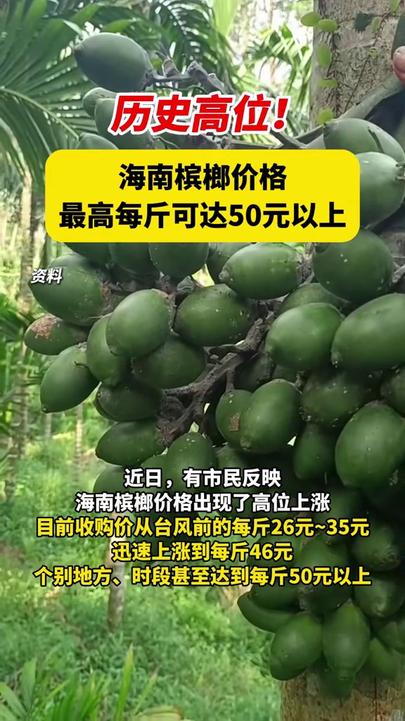 历史高位!海南槟榔价格最高每斤可达50元以上