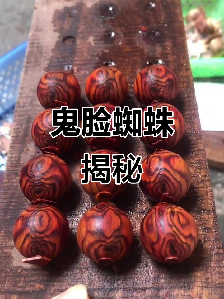 鬼脸蜘蛛,神秘又可爱!