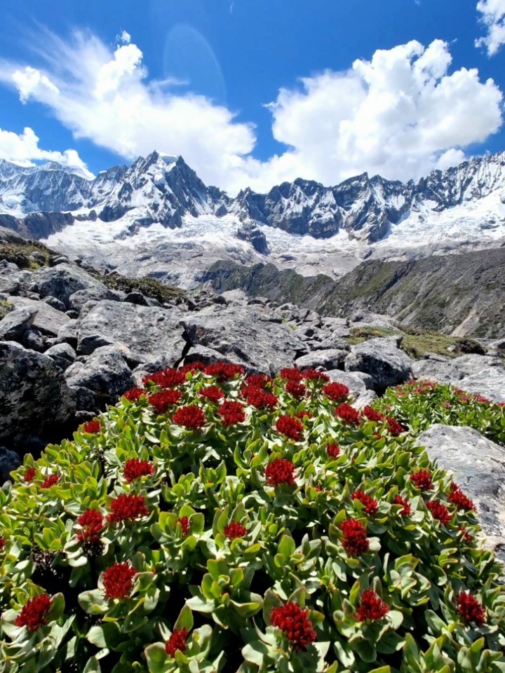 哇塞,见过这么大的红景天么