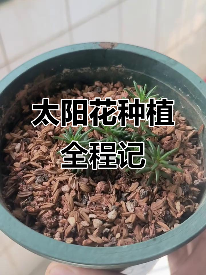 从种子到开花,重瓣太阳花的成长过程全记录