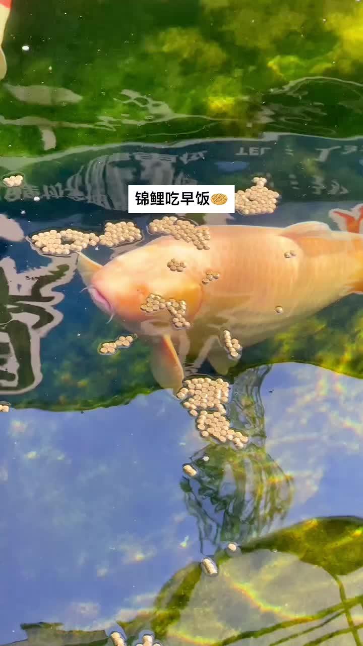 金刚芥子锦鲤图片