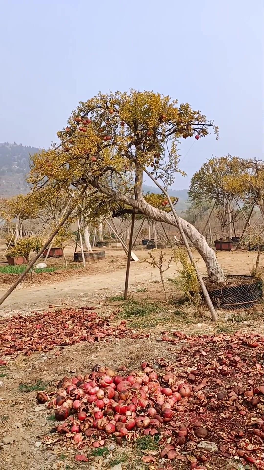 三十公分的大邻水造型石榴景观树 石榴树 最美庭院 庭院花园 美丽庭院