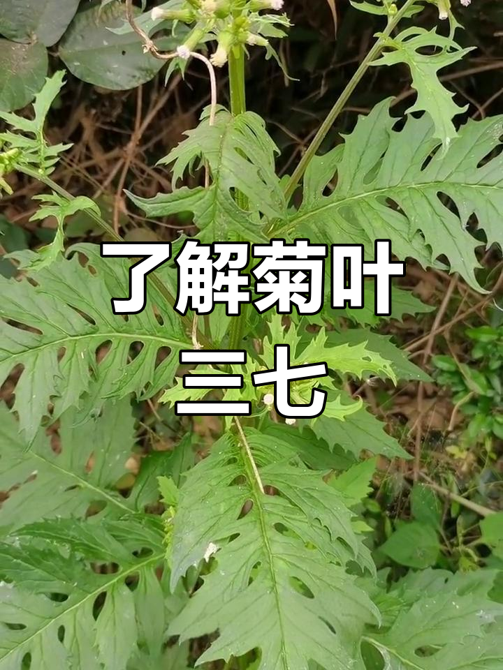 菊叶三七功效图片