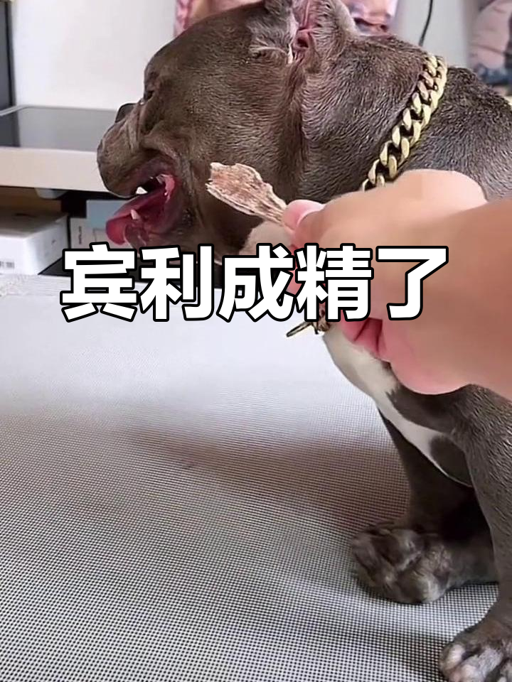 宾利犬变精了,吃不吃有毒?