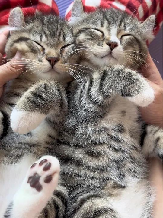 谁能拒绝白手套白围脖小马甲的狸花猫贴贴呢 狸花猫 萌宠出道计划