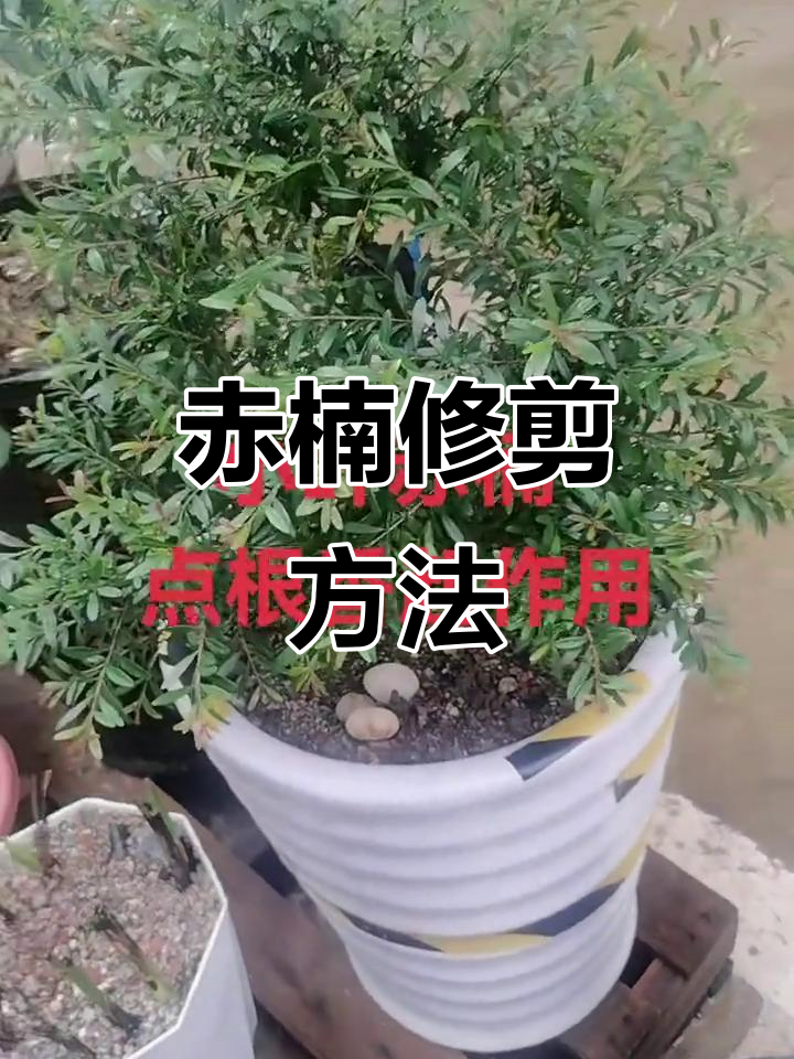 赤楠老桩修剪技巧,打造完美造型