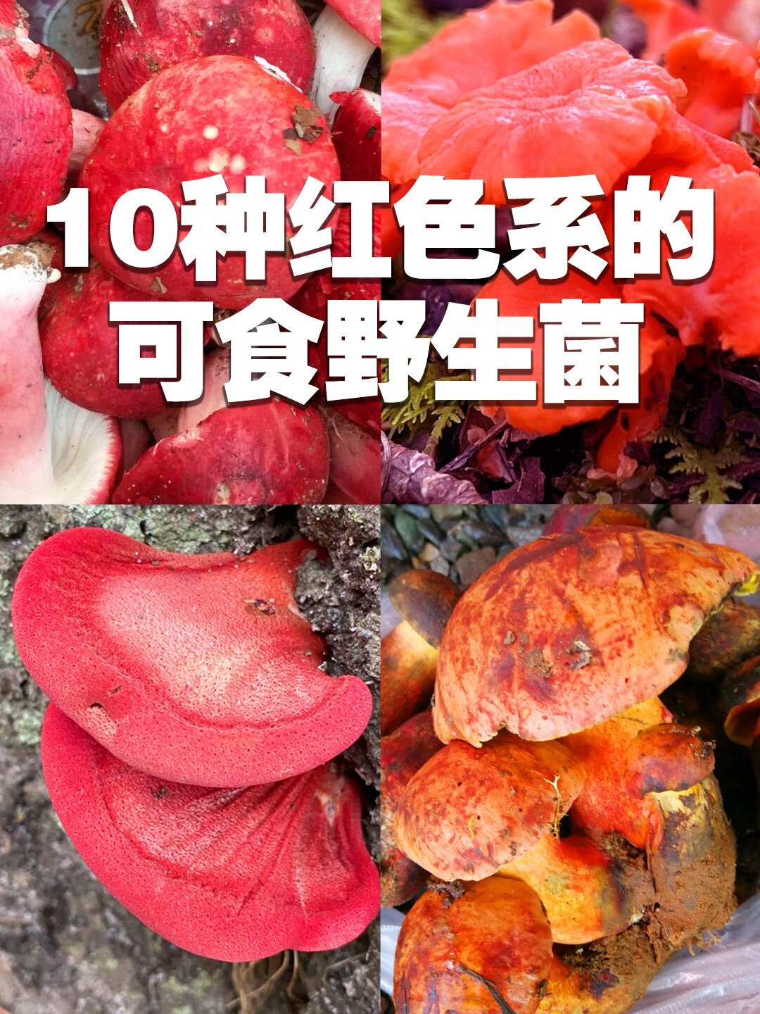10种红色的可食野生菌蘑菇