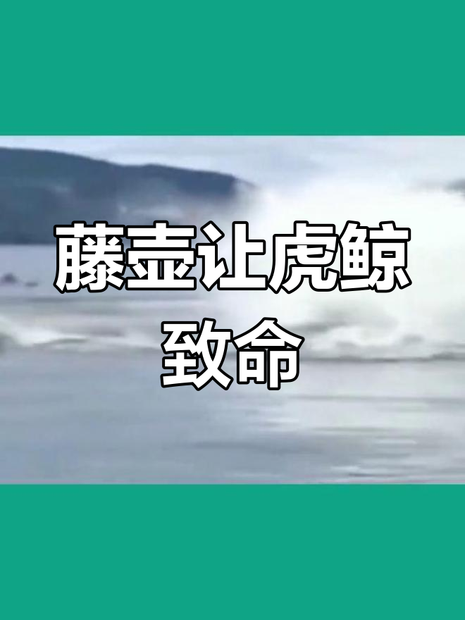 虎鲸的唯一天敌
