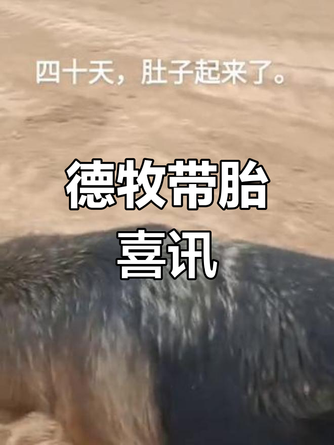 德国牧羊犬怀孕40天,忠诚的朋友需要更多关爱