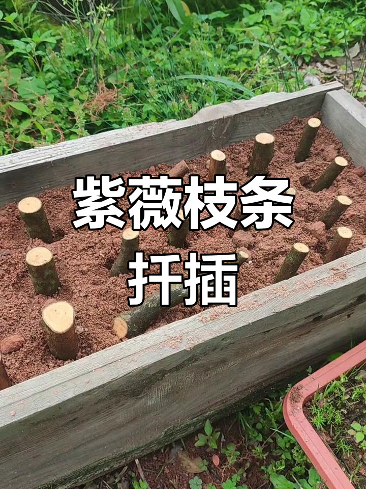 修剪紫薇枝条,扦插再利用