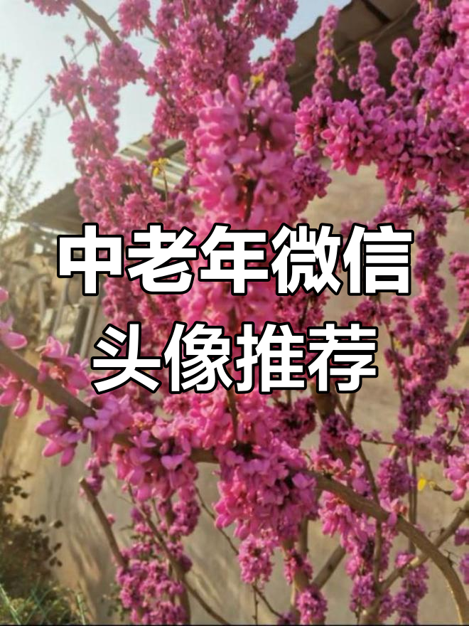 春日花开,适合中老年人做微信头像的图片