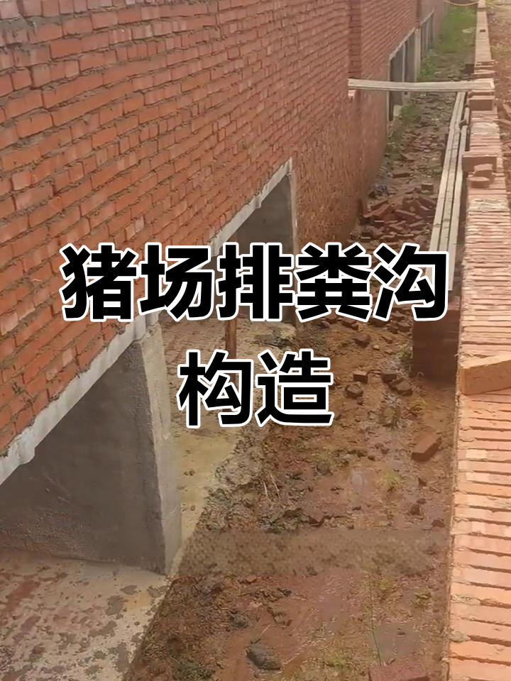 大型猪场排粪沟设计解析