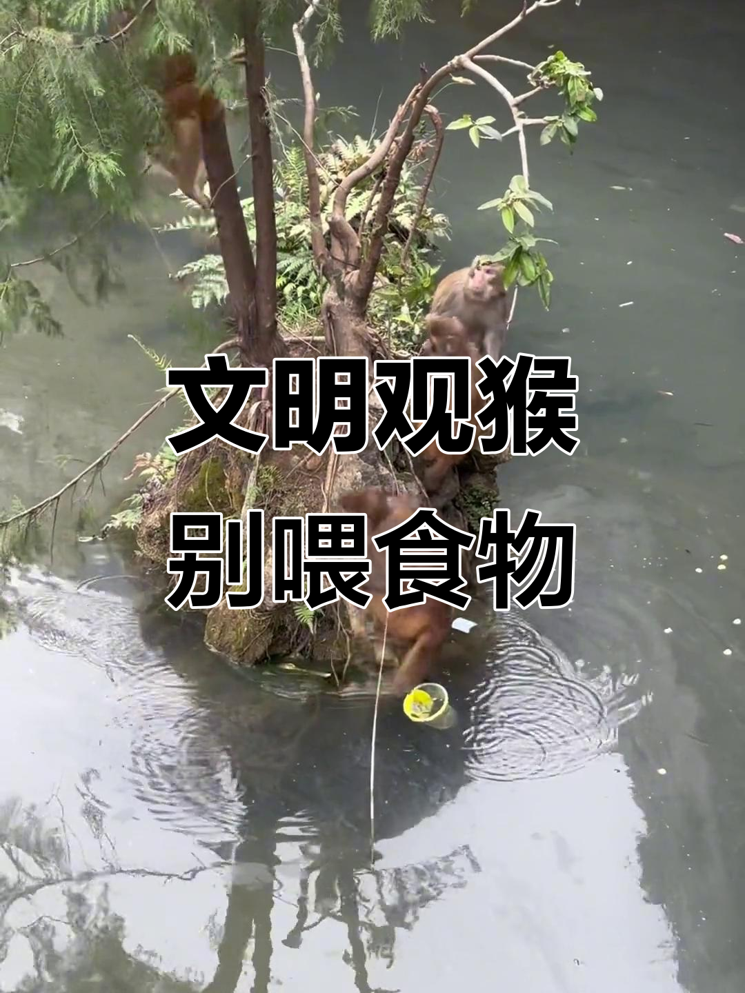 雪玉洞猕猴保护区:文明观猴,请勿投食