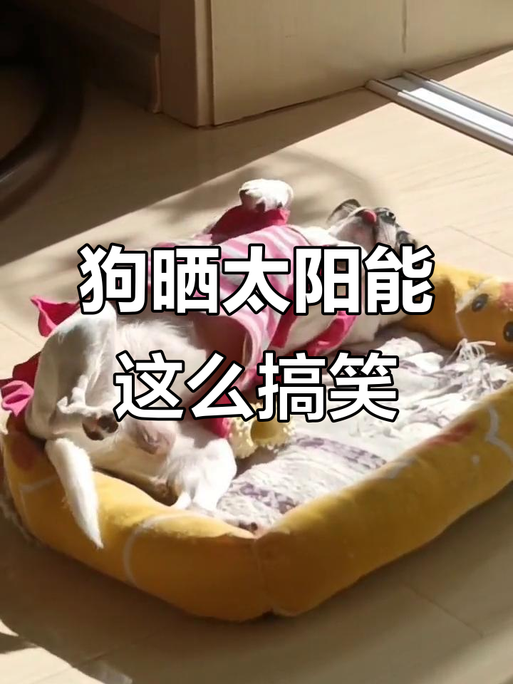 这只狗晒太阳的姿势太搞笑了,简直笑翻了