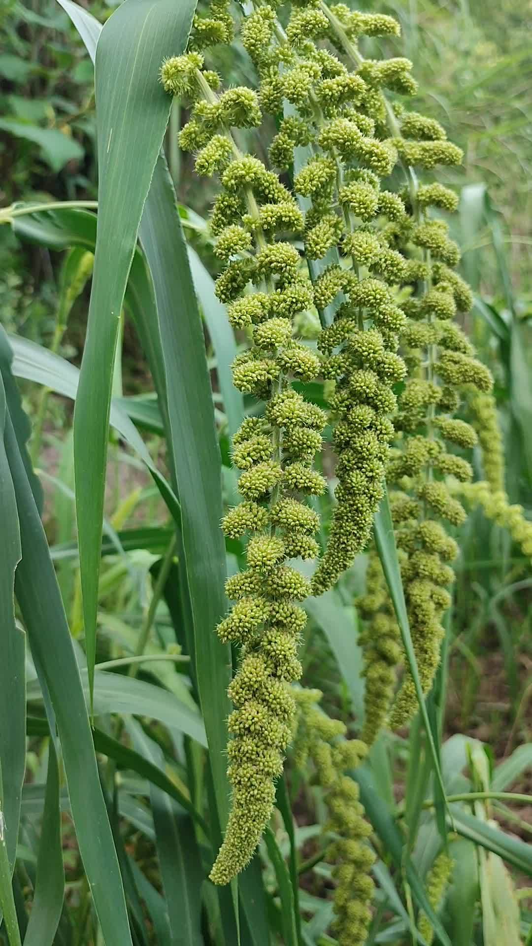 谷陇糯小米丰收在望