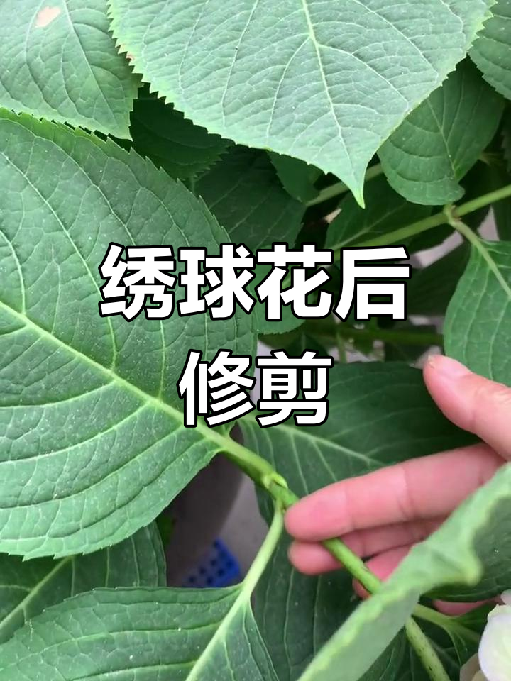 绣球花的修剪方法图片