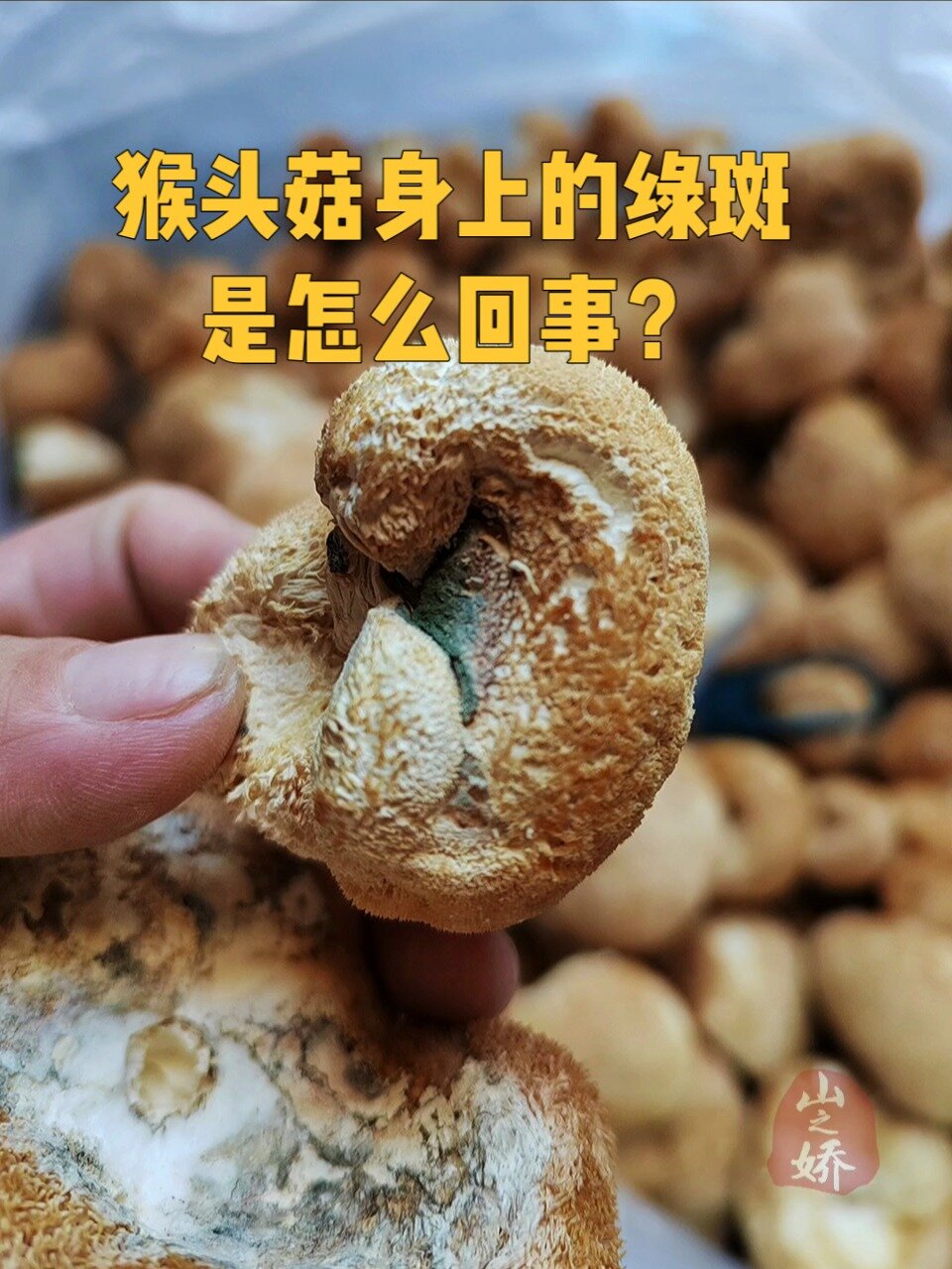 猴头菇身上的绿色斑点很多人以为是发霉,其