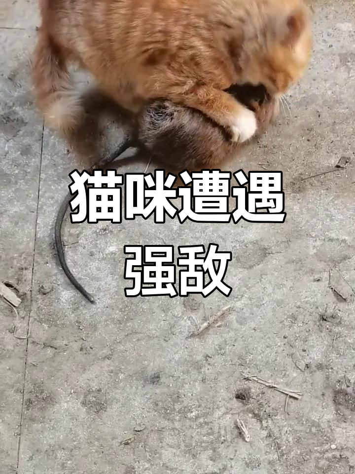 轻举妄动图片